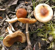 Conocybe aporos MykoGolfer