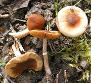 Conocybe aporos  MykoGolfer