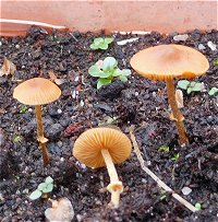 Conocybe filaris  MykoGolfer