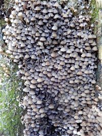 Coprinellus disseminatus MykoGolfer