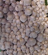 Coprinellus disseminatus  MykoGolfer