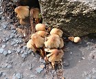Coprinellus micaceus MykoGolfer