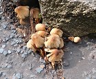 Coprinellus micaceus  MykoGolfer