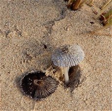 Coprinopsis ammophilae  MykoGolfer