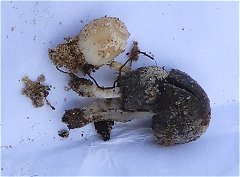 Coprinopsis gonophylla MykoGolfer