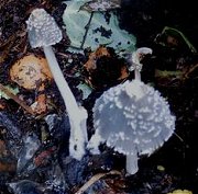 Coprinopsis lagopus  MykoGolfer