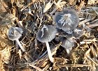 Coprinopsis radiata MykoGolfer