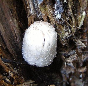 Coprinopsis spelaiophila  MykoGolfer