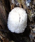 Coprinopsis spelaiophila © MykoGolfer