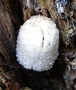 Coprinopsis spelaiophila  MykoGolfer