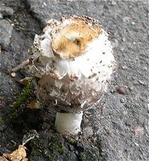 Coprinus comatus MykoGolfer