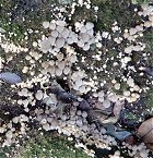 Coprinus disseminatus MykoGolfer