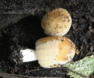 Coprinus domesticus © MykoGolfer