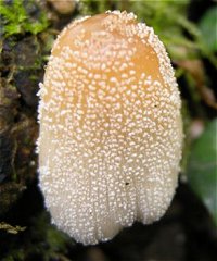 Coprinus micaceus MykoGolfer