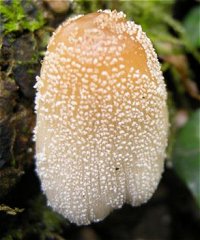 Coprinus micaceus  MykoGolfer