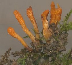 Cordyceps militaris  MykoGolfer