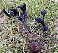 Cordyceps ophioglossoides MykoGolfer