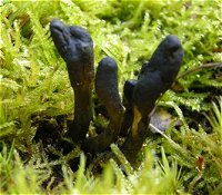 Cordyceps ophioglossoides © MykoGolfer
