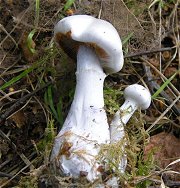 Cortinarius alboviolaceus  MykoGolfer