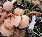 Cortinarius bivelus  MykoGolfer