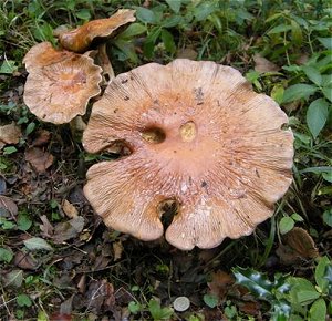 Cortinarius praestans © MykoGolfer