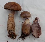 Cortinarius torvus  MykoGolfer