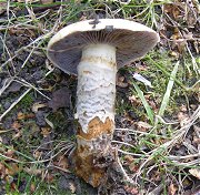 Cortinarius trivialis  MykoGolfer