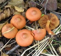 Cortinarius uliginosus MykoGolfer
