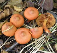 Cortinarius uliginosus  MykoGolfer