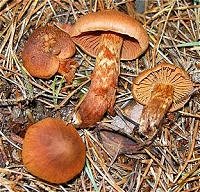 Cortinarius rubellus  MykoGolfer