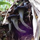 Craterellus cornucopiae  MykoGolfer