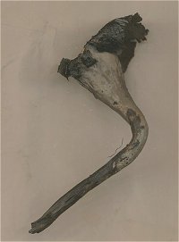 Craterellus cornucopioides MykoGolfer