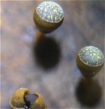 Craterium minutum MykoGolfer