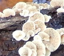 Crepidotus carpaticus MykoGolfer