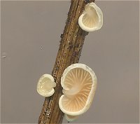 Crepidotus epibryus  MykoGolfer