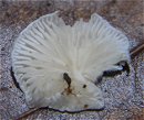 Crepidotus epibryus MykoGolfer