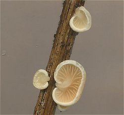 Crepidotus epibryus  MykoGolfer