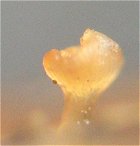 Crocicreas dolosellum MykoGolfer