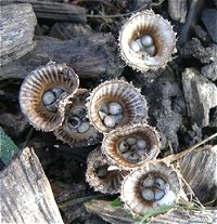 Cyathus striatus © MykoGolfer