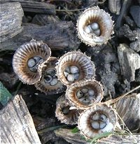 Cyathus striatus  MykoGolfer