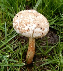 Cystolepiota pulverulenta  MykoGolfer