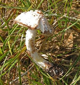 Cystolepiota pulverulenta  MykoGolfer