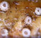 Discocistella grevillei MykoGolfer