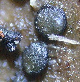Durella connivens MykoGolfer