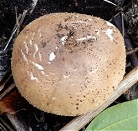 Echinoderma aspera  MykoGolfer