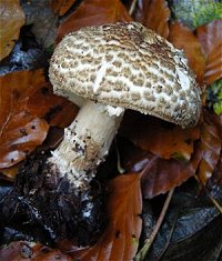 Echinoderma asperum © MykoGolfer