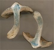 Entoloma aprile MykoGolfer