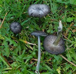 Entoloma chalybaeum  MykoGolfer