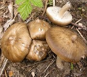 Entoloma clypeatum MykoGolfer