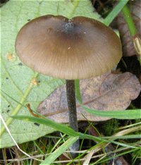 Entoloma hebes  MykoGolfer